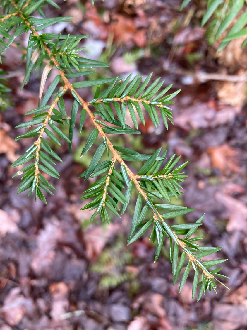 The leaves of the Eastern hemlock are flattened evergreen needles approximately ½ inch long, dark green above and light green below.
